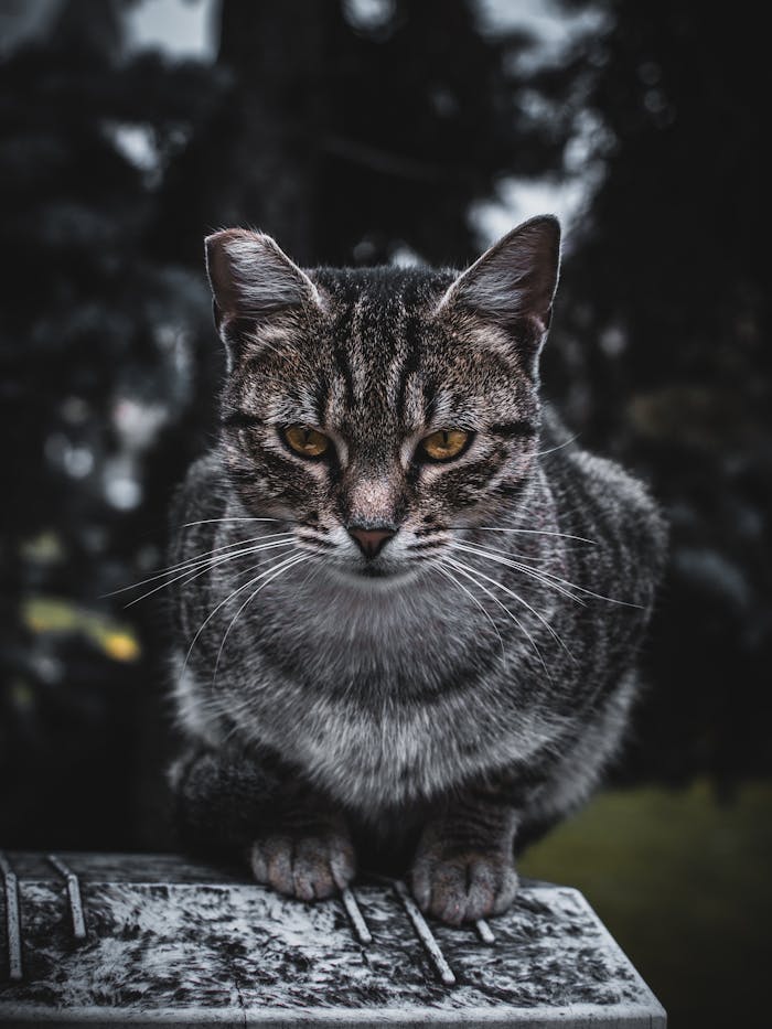 Portrait of a tabby cat with an intense gaze in an outdoor setting.