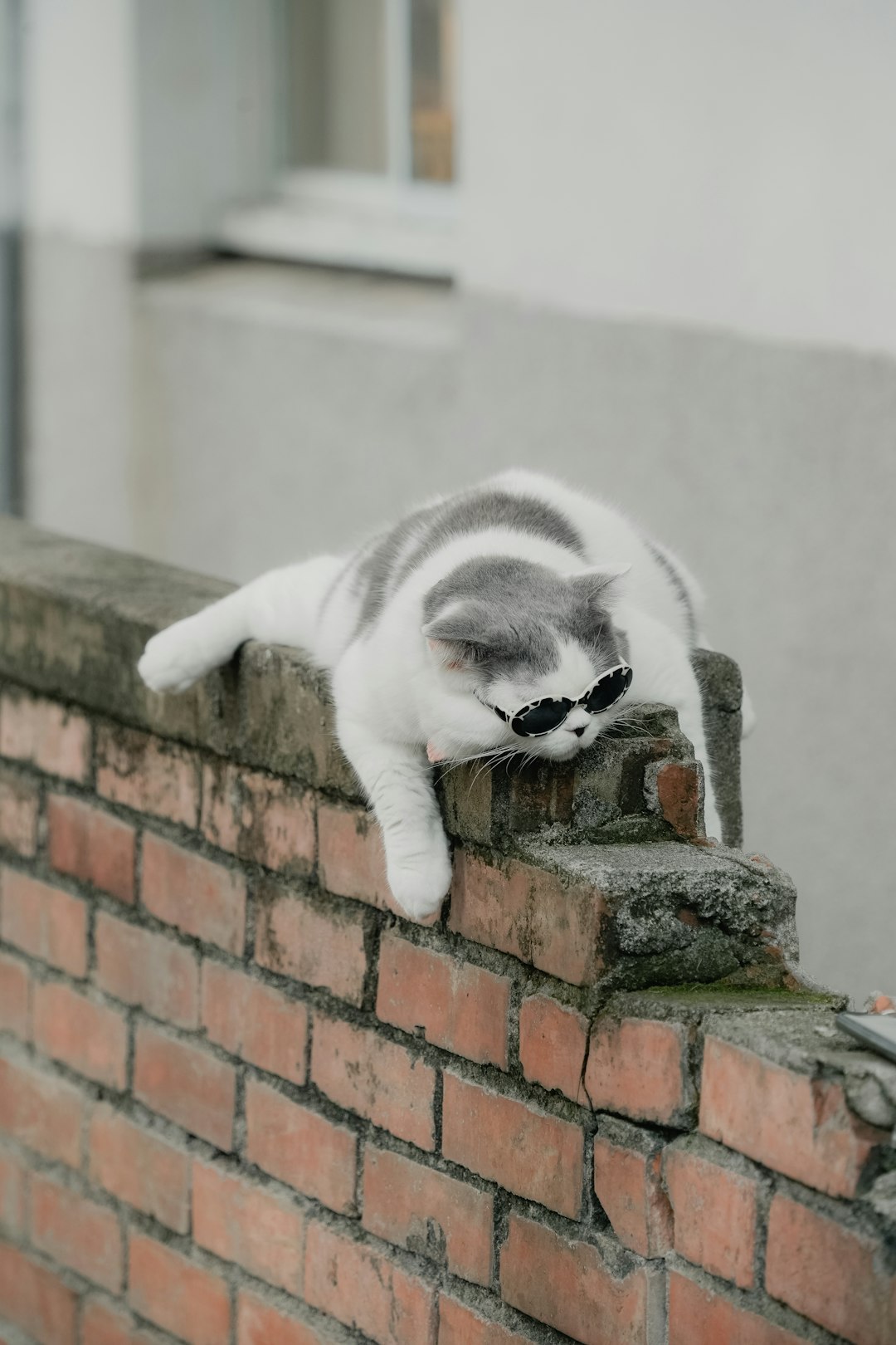 a-cat-wearing-sunglasses-rests-on-a-brick-wall-5atusukphzq