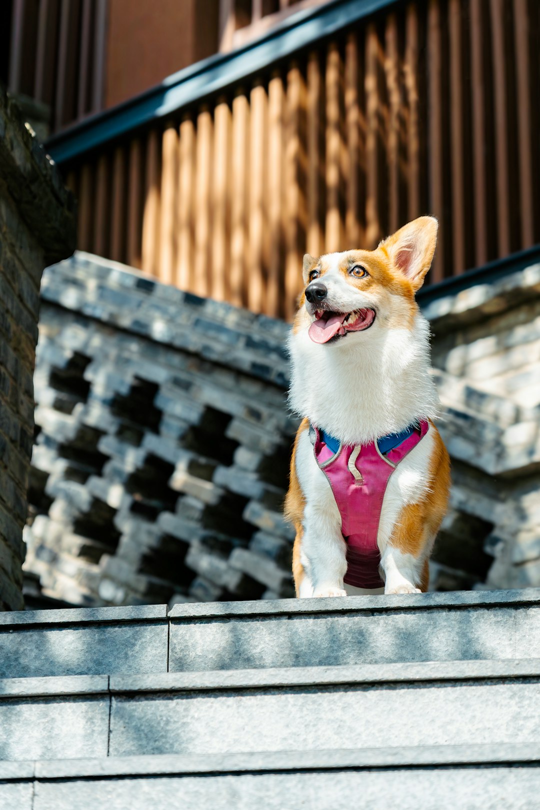 A corgi dog wearing a pink harness stands on outdoor stairs, with its tongue out and looking happy, set against an architectural background.