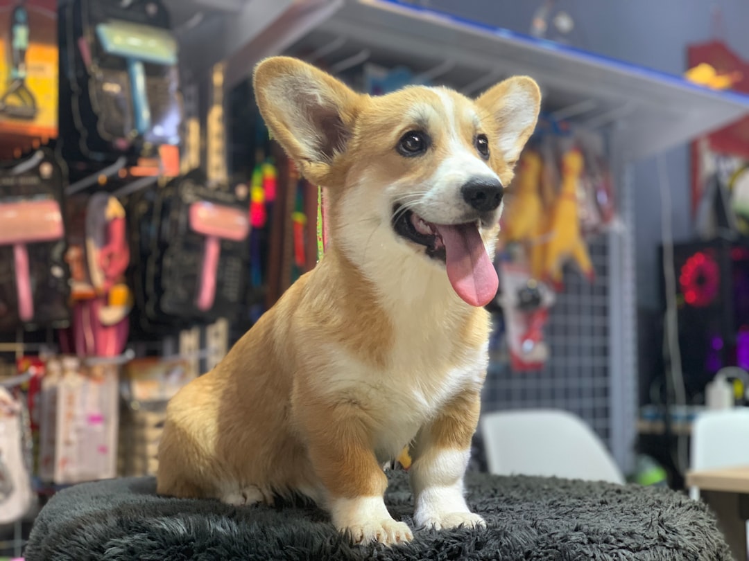 a-happy-corgi-puppy-sits-on-a-fuzzy-surface-uno-ja-9ns
