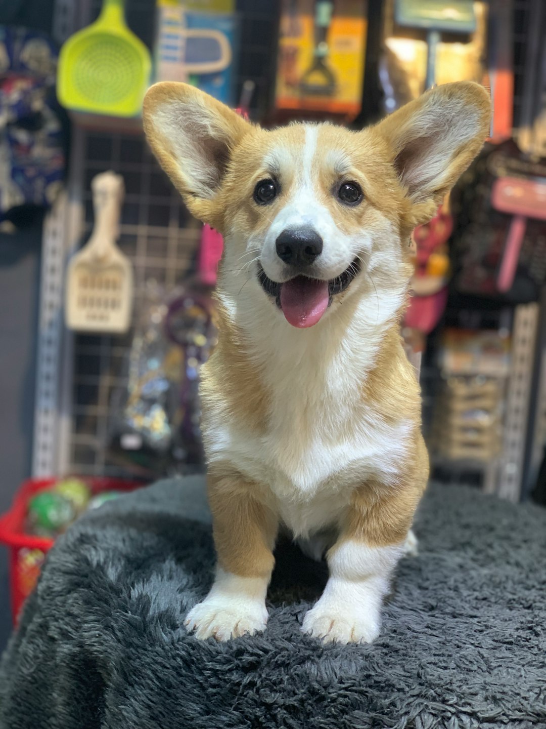 a-happy-corgi-puppy-sitting-on-a-fuzzy-surface-e-u8epyyb8o