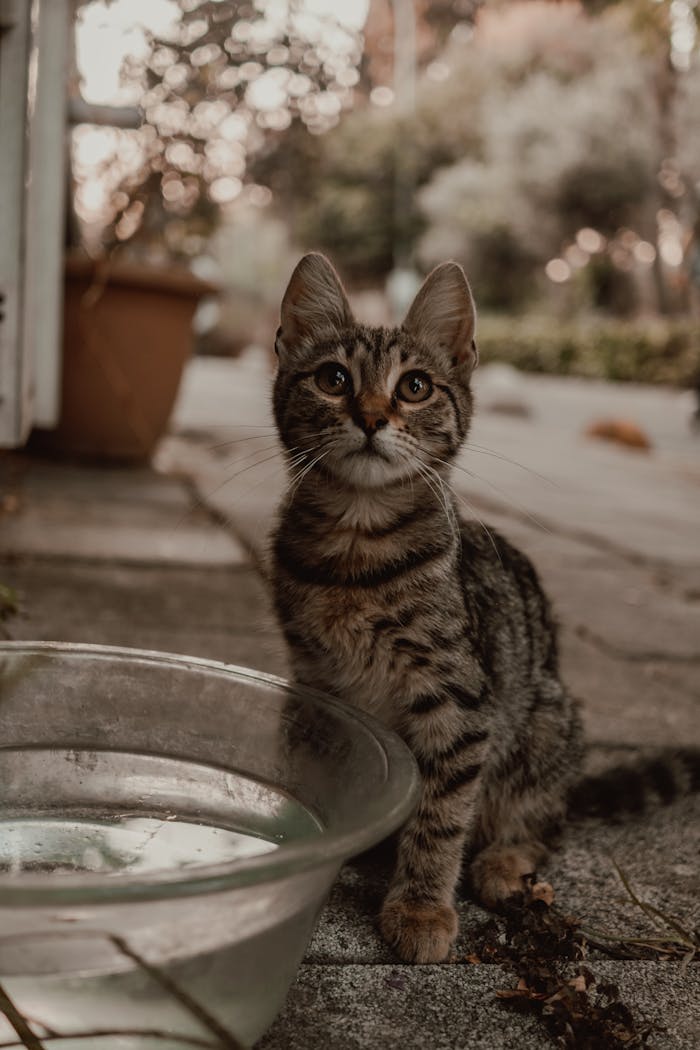 Charming young tabby kitten sitting by a water bowl on a sunny day.