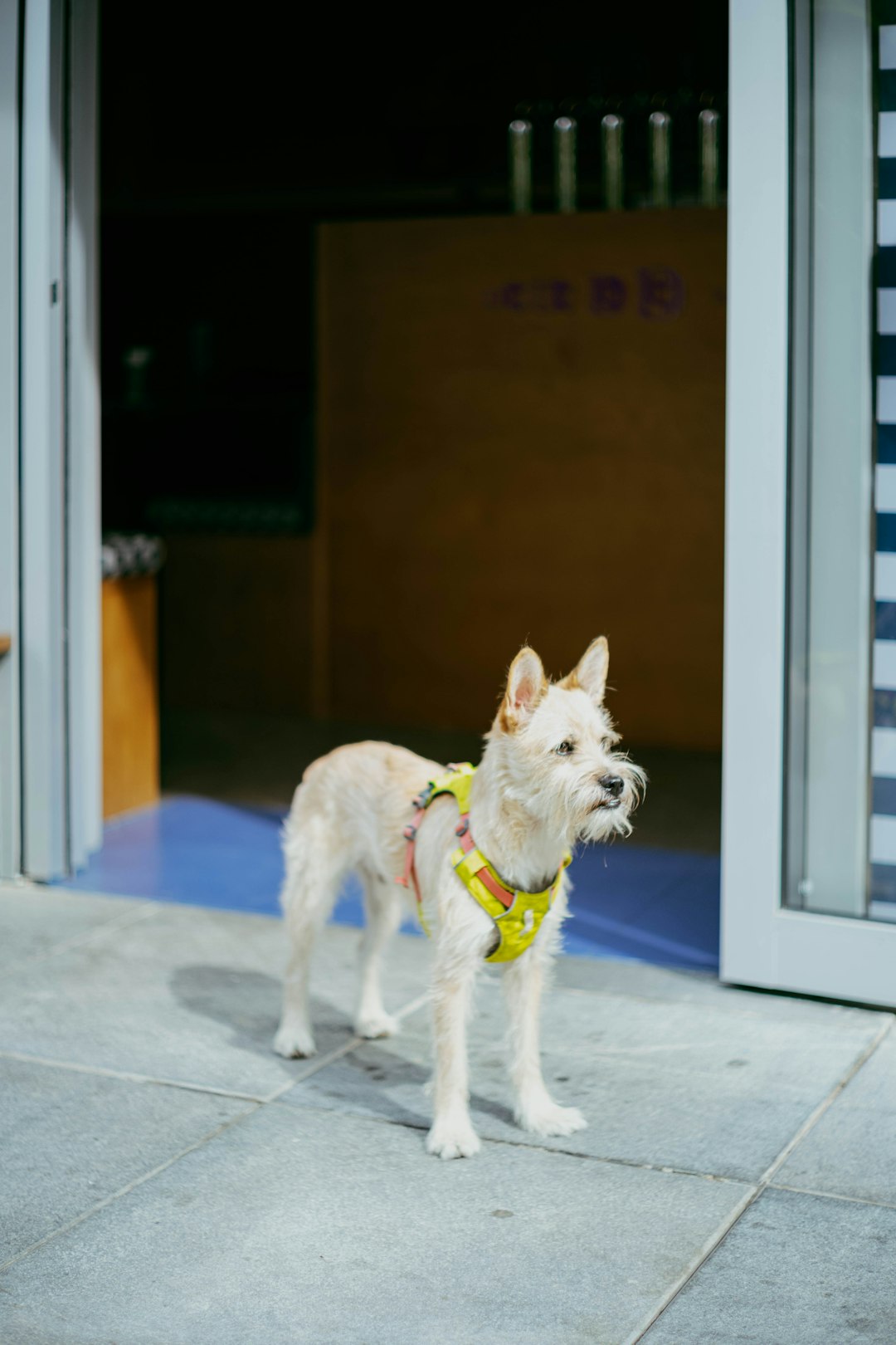 a-small-white-dog-wearing-a-yellow-harness-stands-outside-pdxqmekssjq