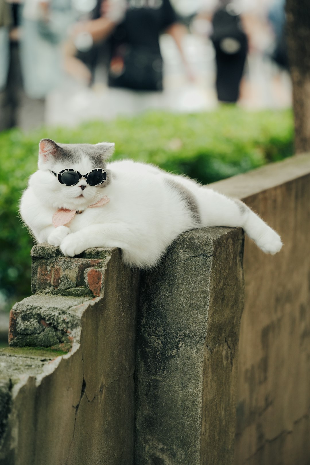 a-white-cat-wearing-sunglasses-and-a-pink-bow-tie-ghmmzmavn8o