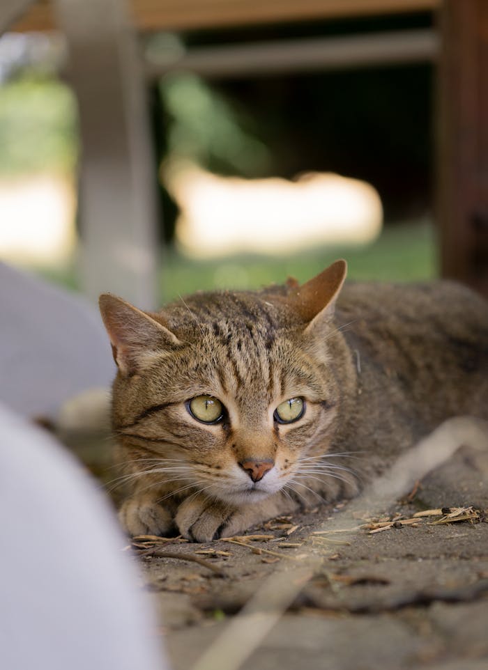 A tabby cat lying on the ground outdoors, captured in a close-up vertical shot with a focused gaze.